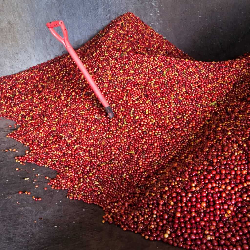 Coffee Processing